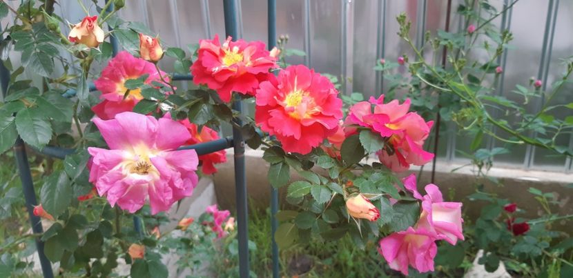  - Primavara Valu- 2018