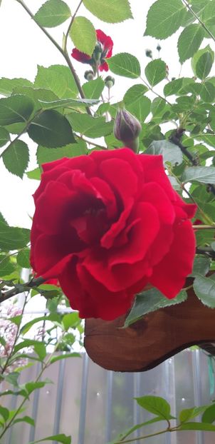  - Primavara Valu- 2018