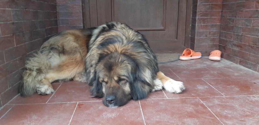  - Primavara Valu- 2018