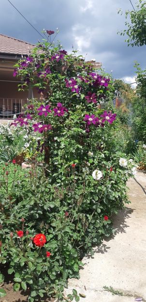  - Primavara Valu- 2018