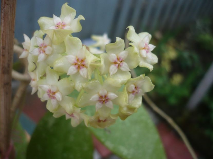 P1370285 - HOYA 2018-1