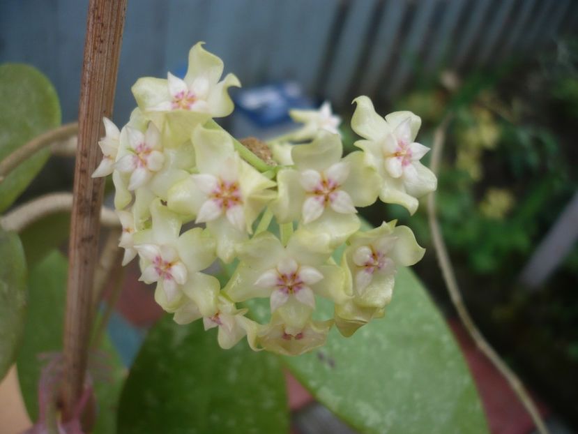 P1370286 - HOYA 2018-1