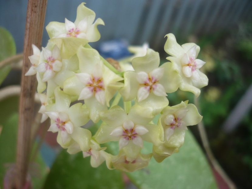 P1370287 - HOYA 2018-1