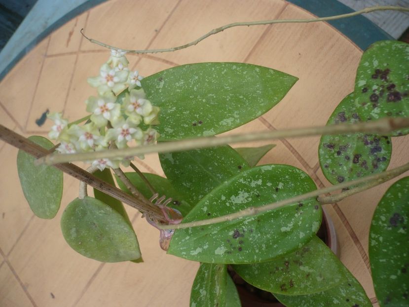 P1370288 - HOYA 2018-1