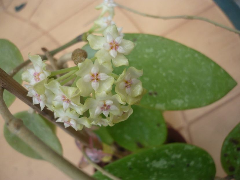 P1370289 - HOYA 2018-1