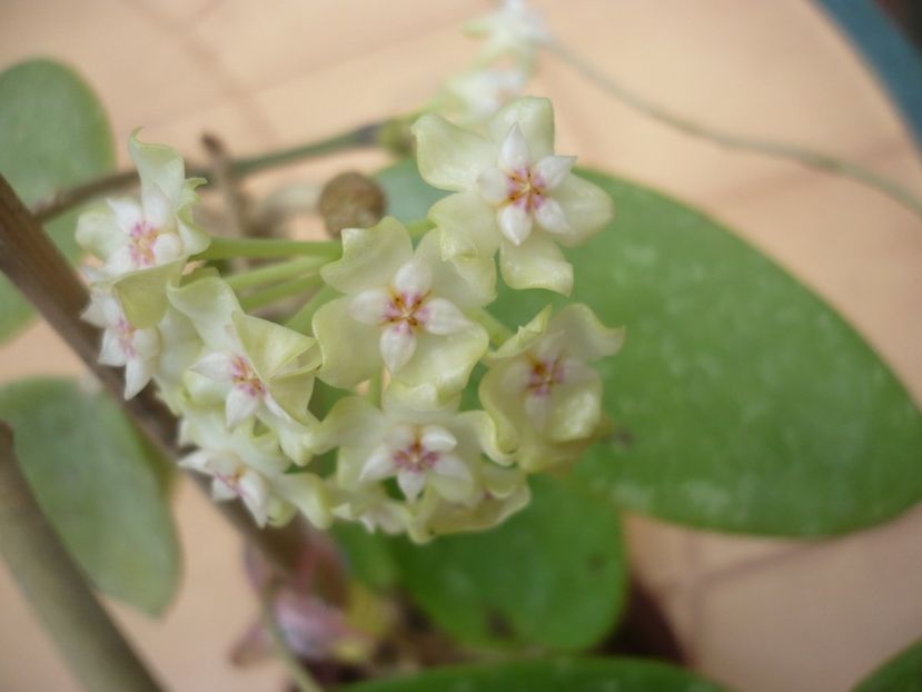 P1370290 - HOYA 2018-1