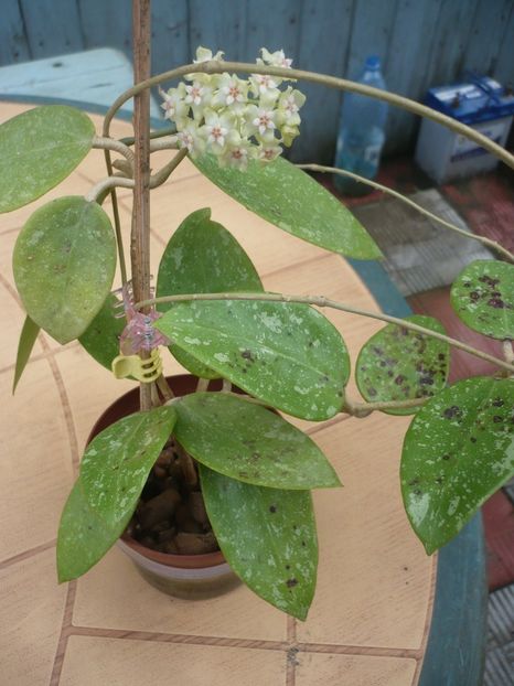 P1370291 - HOYA 2018-1