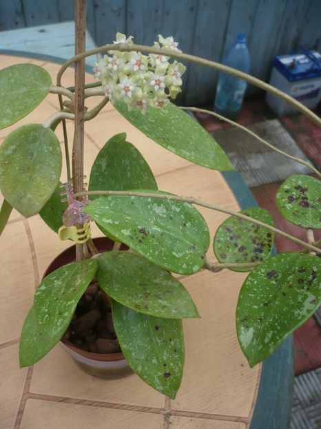 P1370292 - HOYA 2018-1