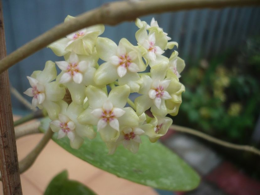 P1370293 - HOYA 2018-1