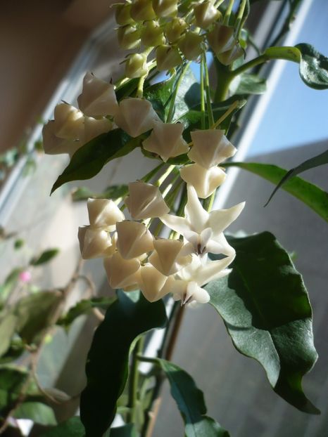 P1370354 - HOYA 2018-1