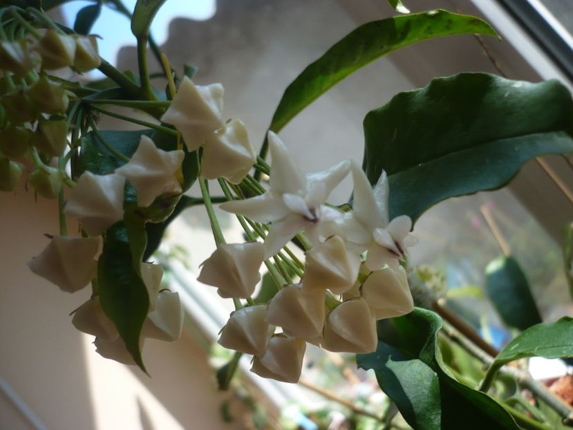 P1370355 - HOYA 2018-1