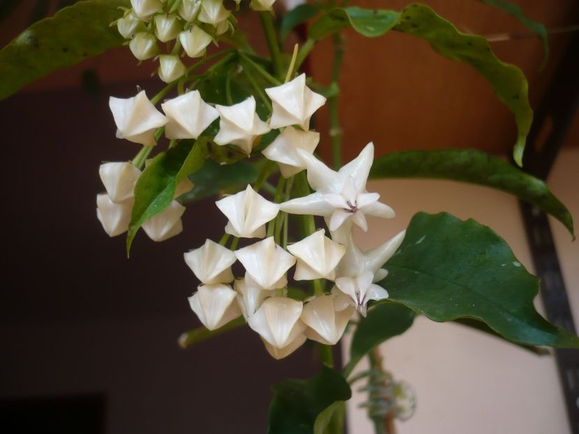 P1370357 - HOYA 2018-1