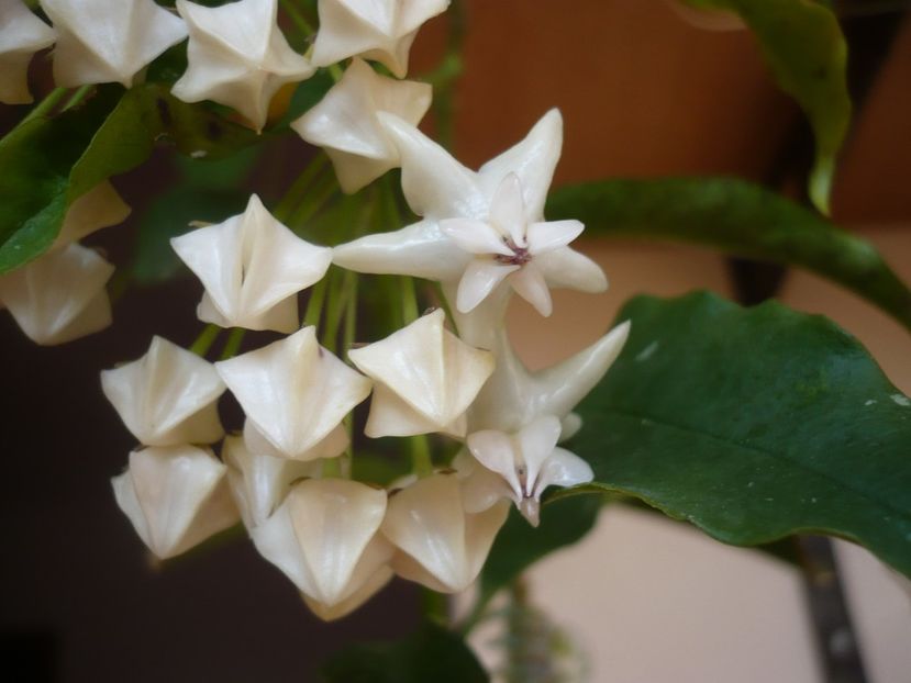 P1370358 - HOYA 2018-1