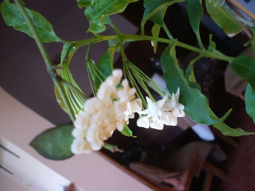 P1370359 - HOYA 2018-1