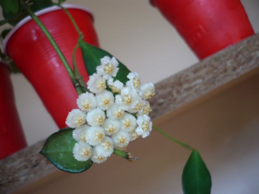 P1370360 - HOYA 2018-1