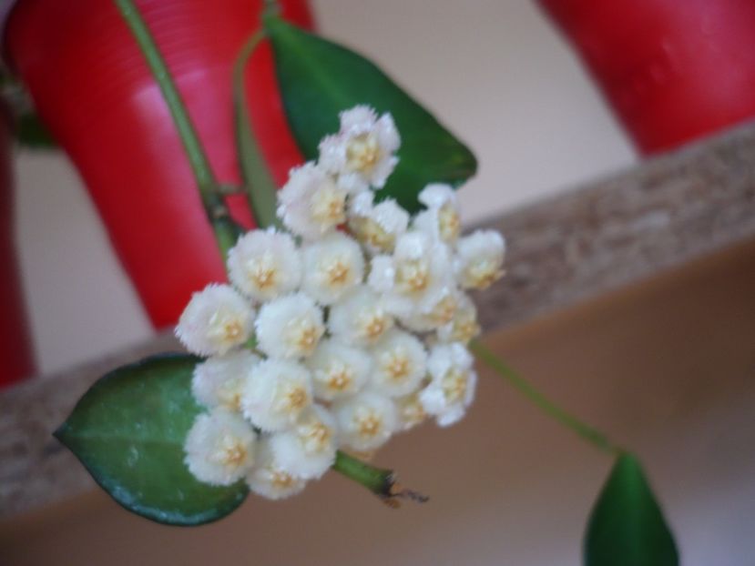 P1370361 - HOYA 2018-1