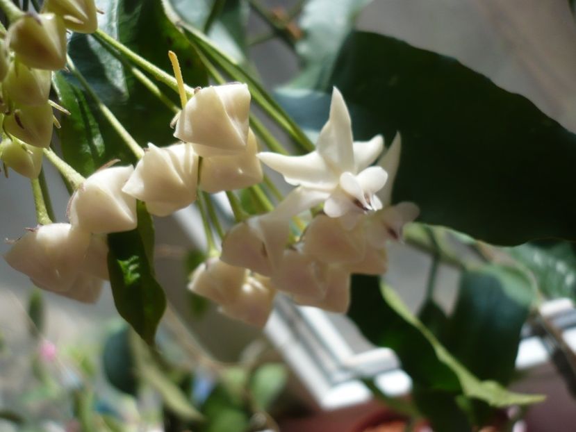 P1370362 - HOYA 2018-1