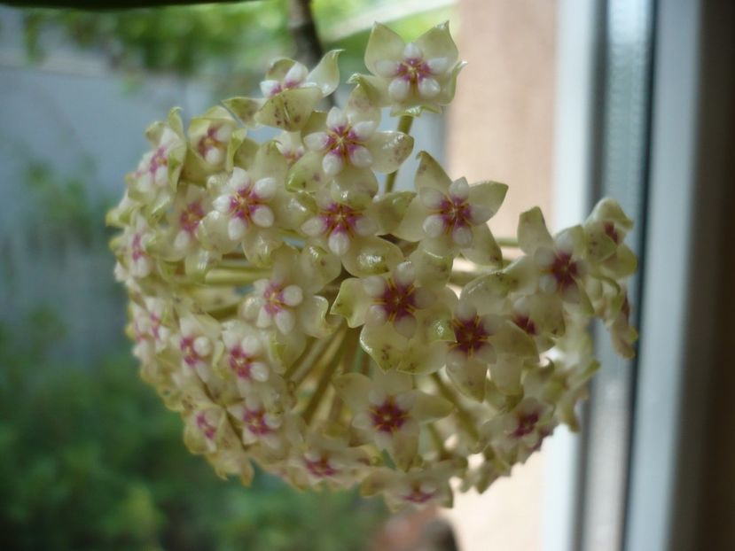 P1370364 - HOYA 2018-1