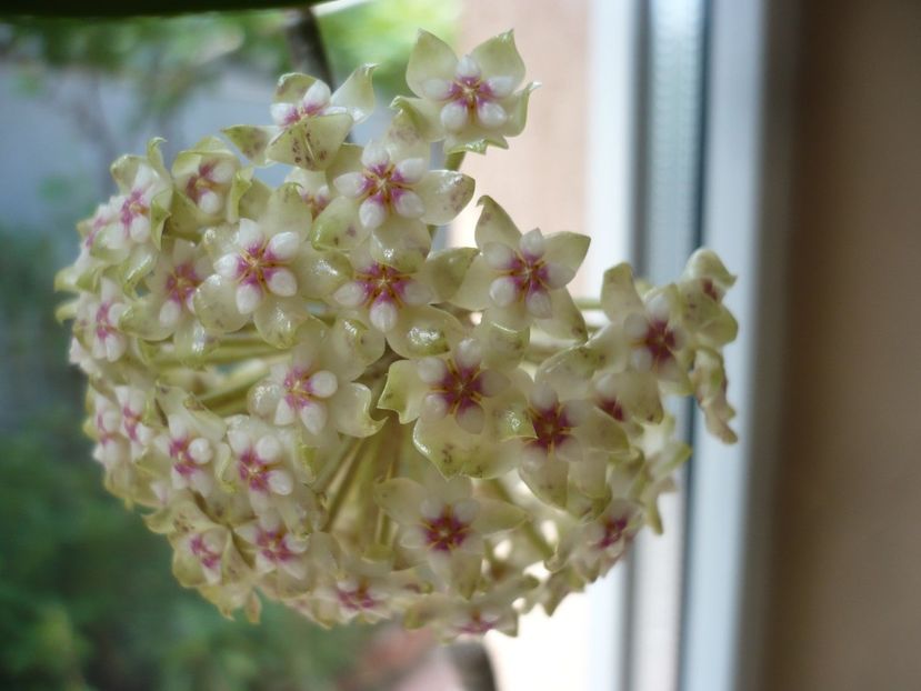 P1370366 - HOYA 2018-1