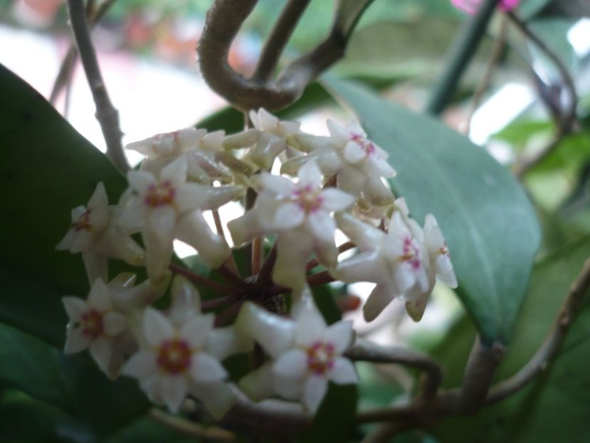 P1370367 - HOYA 2018-1