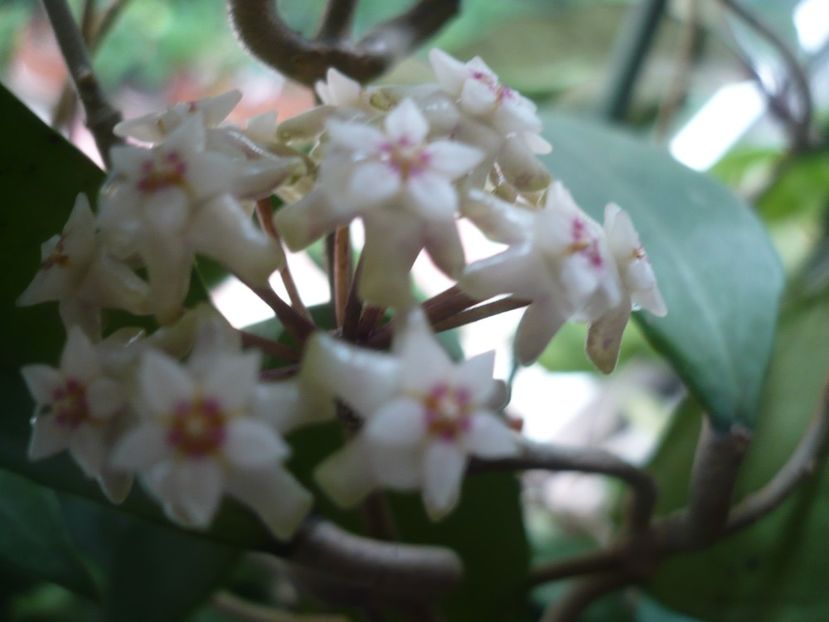 P1370368 - HOYA 2018-1