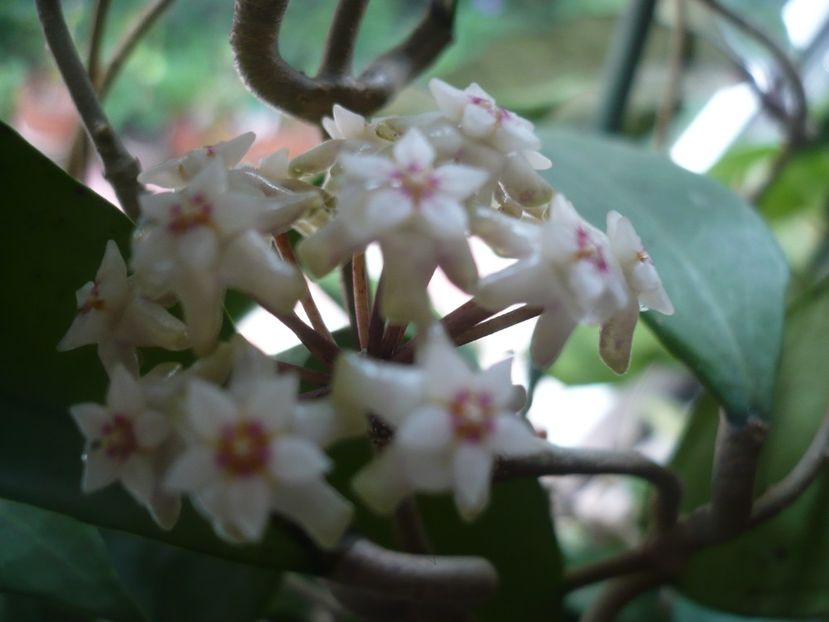 P1370369 - HOYA 2018-1