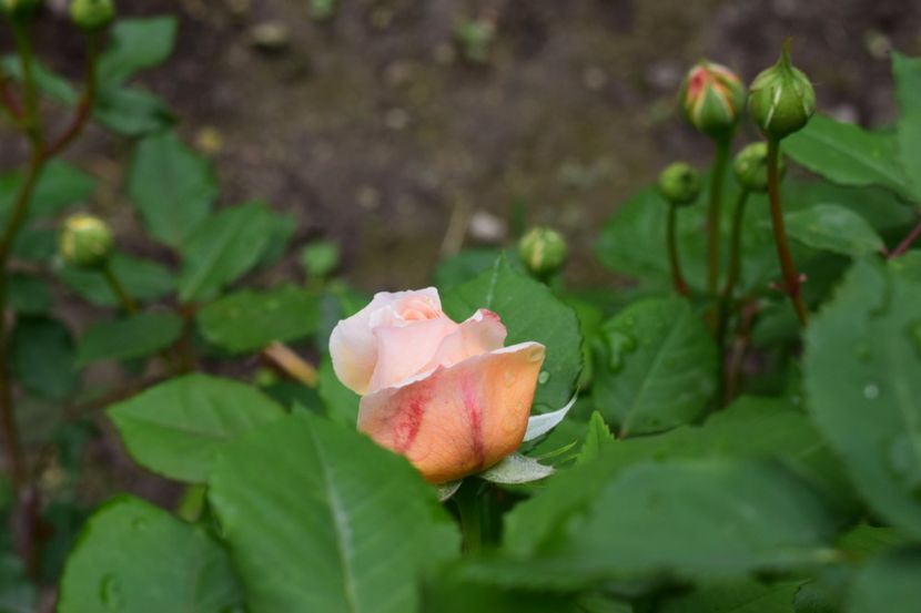 Primii bobocei - Crown Princess Margaret