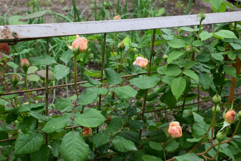 Englezescul preferat - Crown Princess Margaret