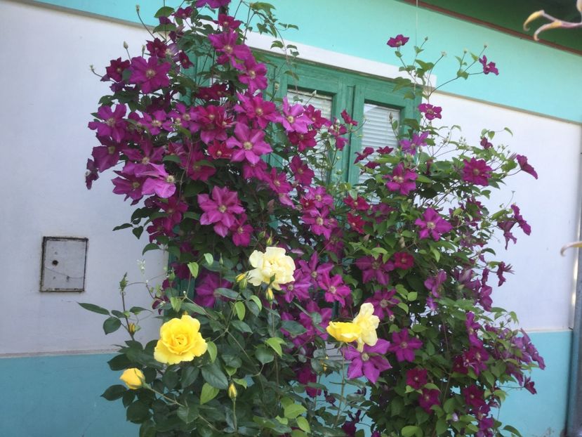 37279E9E-AFBC-463E-91CB-2C0D54EC2687 - Flori 2018