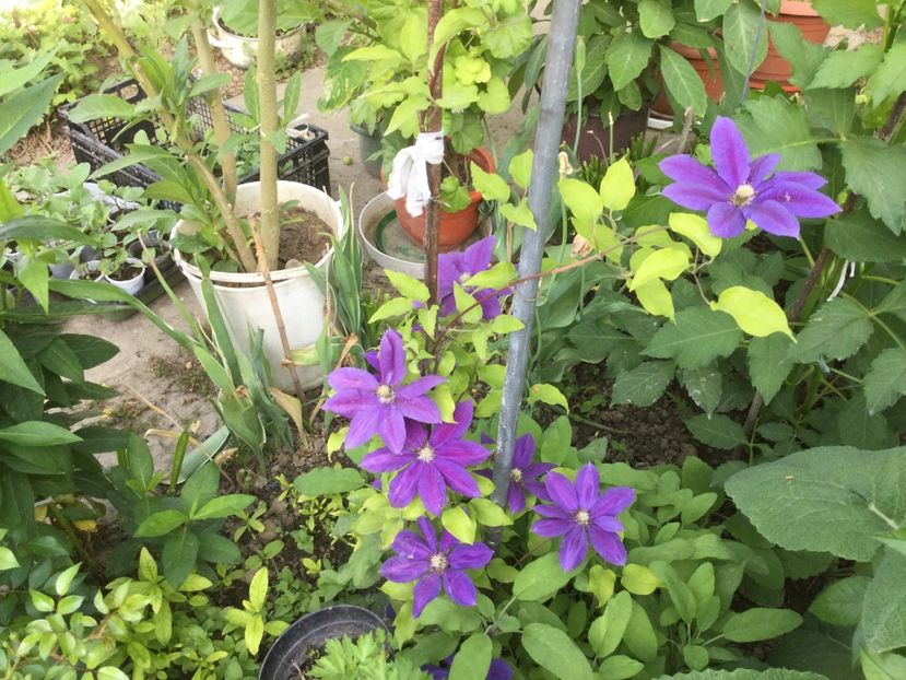 4BF44B09-D08E-439C-89B9-226C1DB654D3 - Flori 2018