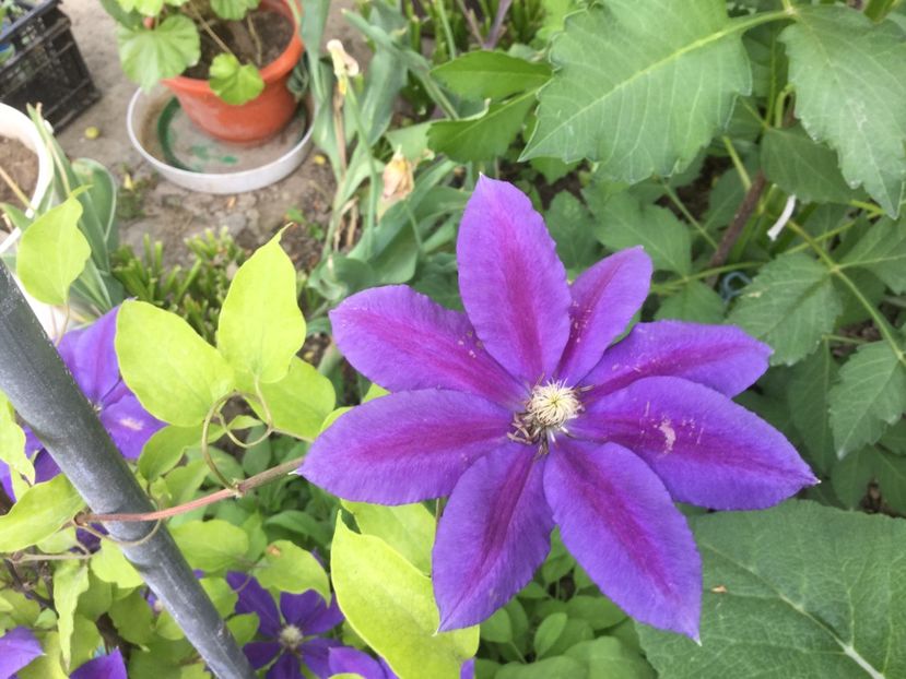 8059C0E5-7439-4811-A16D-72727AFA4892 - Flori 2018