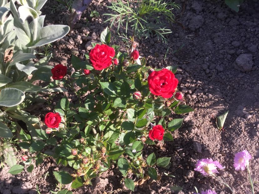 D60EC57A-53D8-4DFD-AB07-35068955E8F6 - Flori 2018