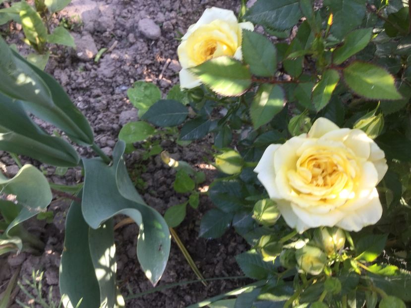 EB483BE8-12ED-45C1-ABA2-3A873247EEA7 - Flori 2018