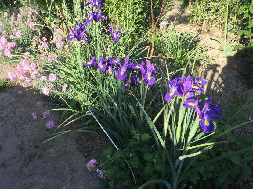 5E9EE786-DF44-4E7D-B57F-FF8CB0B230E7 - Flori 2018