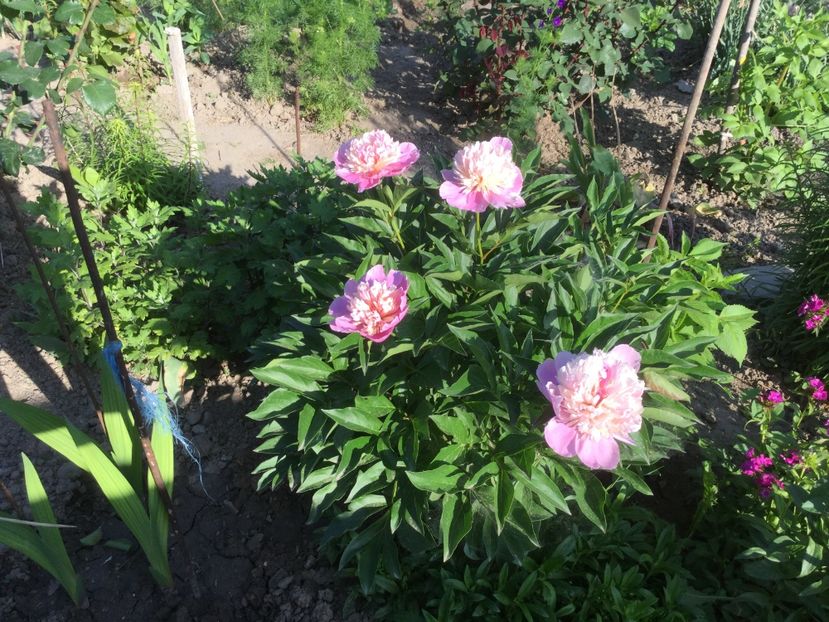 C6059EBC-5A95-420F-B75D-962FAE80085C - Flori 2018