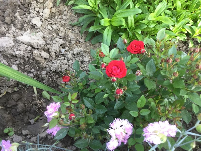 88493AE0-C46E-4787-BE5D-B3BABA1B4E24 - Flori 2018