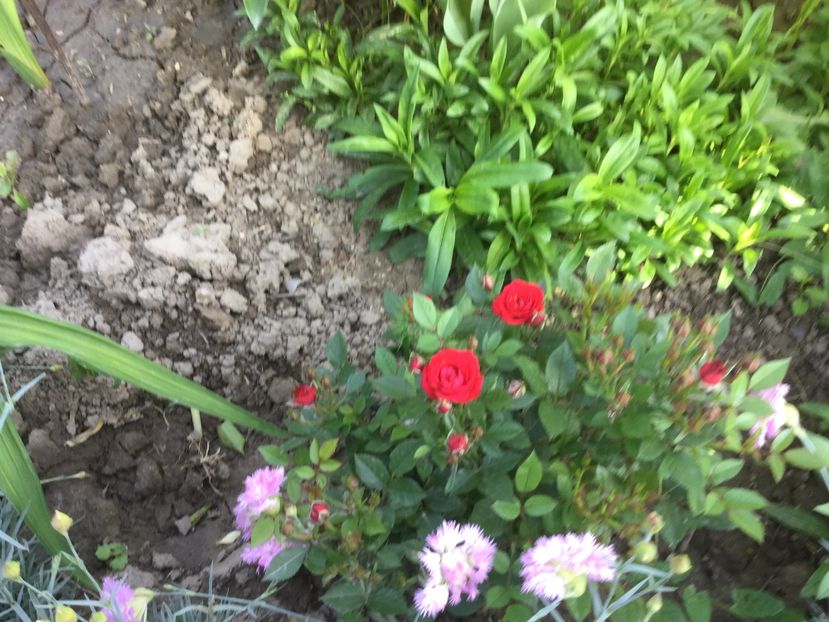 06A3B14C-7A4A-4178-A74B-EFEB2103FD08 - Flori 2018