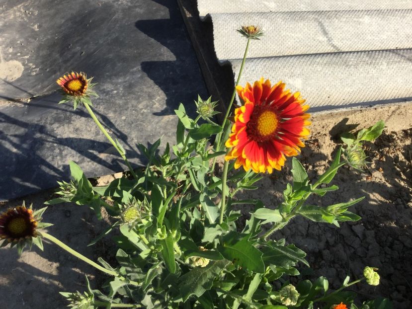 66C311A8-E1C7-4A43-BD7C-927A44E3A747 - Flori 2018