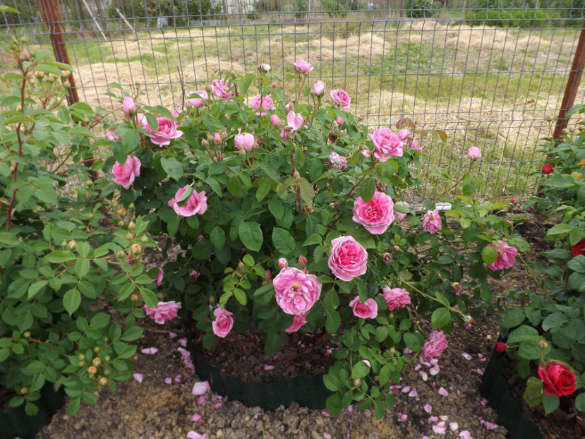  - Gertrude Jekyll 2018