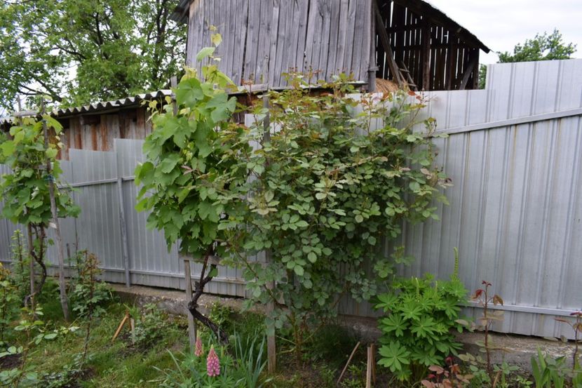 Monstruletul meu preferat - Westerland