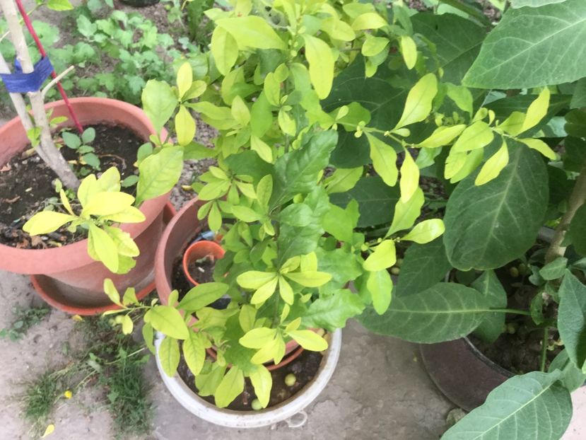 63BCE6BE-447F-41EC-9DD2-5F895DD6D16C - Flori 2018