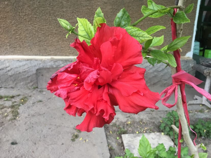 EFFA158D-5895-4EFD-B465-5DFD1E522E73 - Flori 2018