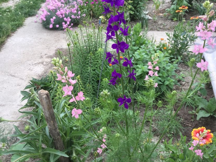 EA8166A3-8FC6-4E14-920F-0950709CF85B - Flori 2018