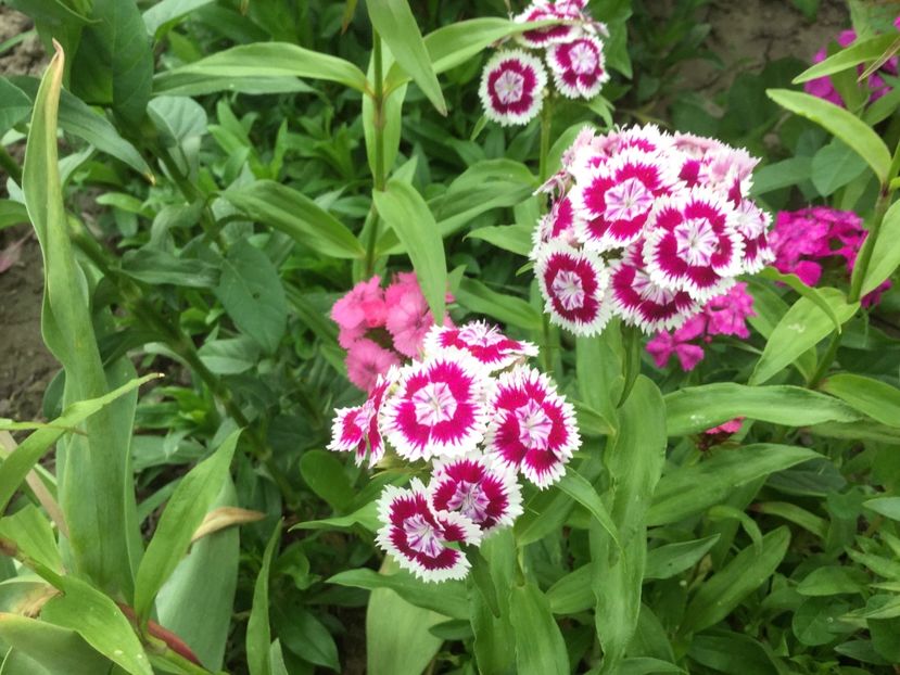 60F60023-7220-43A1-A83E-30B74A40EF32 - Flori 2018