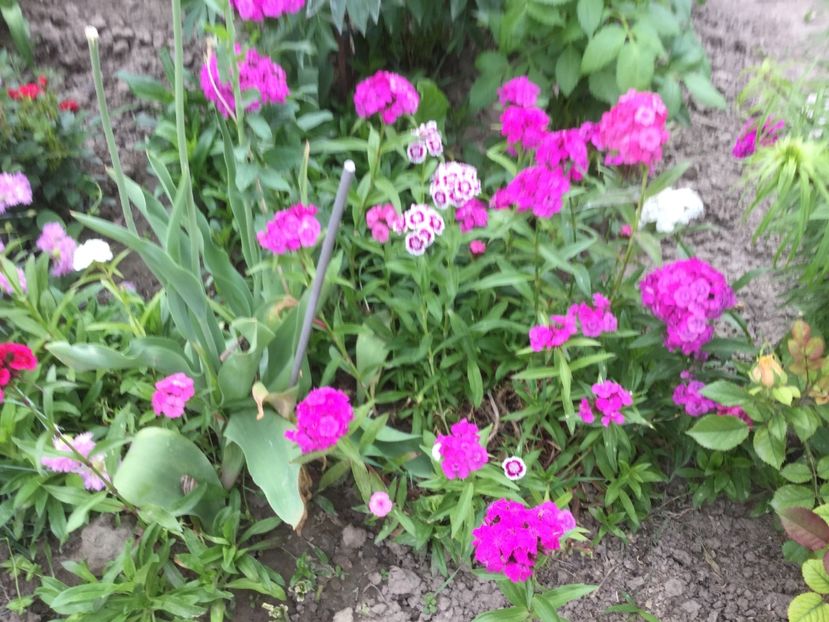 6AAB2883-3FFE-4838-A4A5-43E1787DB90E - Flori 2018