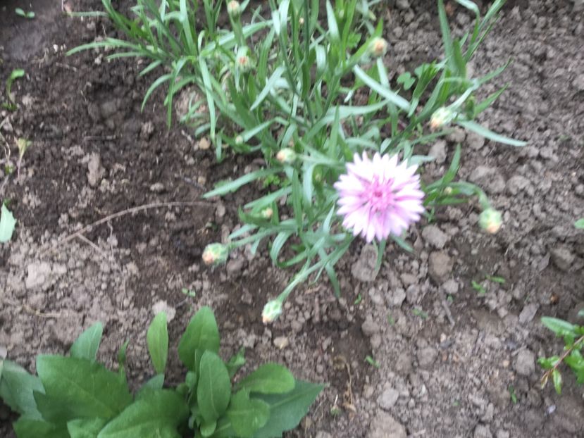 6289E861-C345-4641-9635-20C010888D92 - Flori 2018