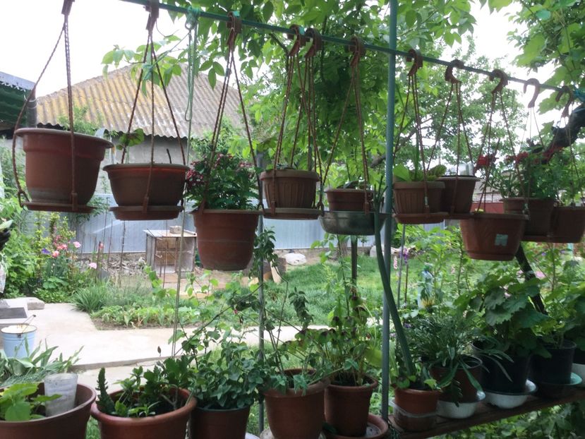 2E7FC988-CB0C-45D4-A295-786014631084 - Flori 2018