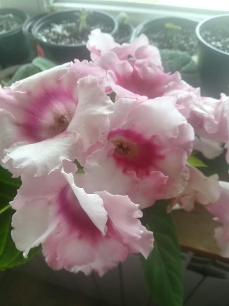 4 - gloxinii si minisiningii 2018