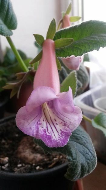  - gloxinii si minisiningii 2018