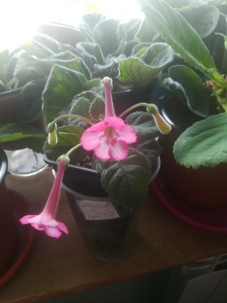  - gloxinii si minisiningii 2018